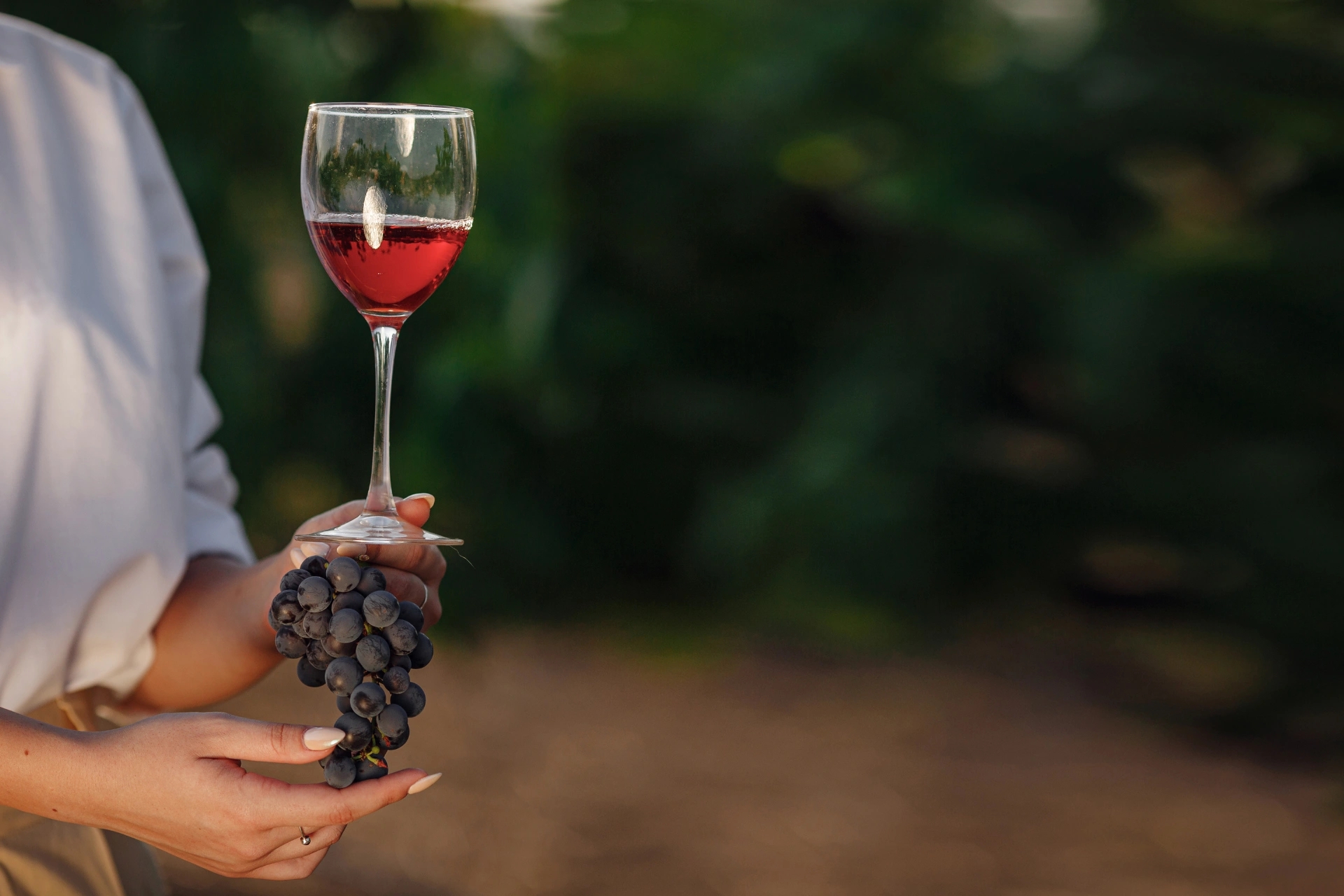 Déguster les meilleurs vins de la région en Balagne