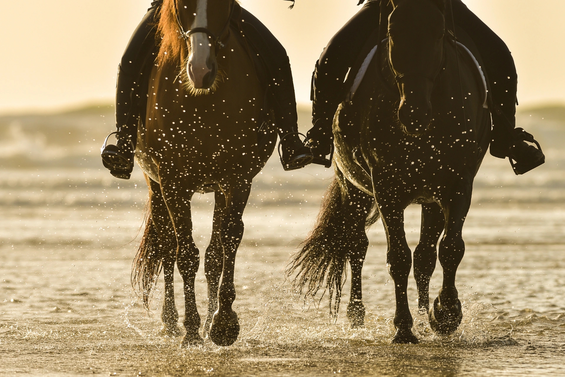 Balade en cheval à Lama en Balagne